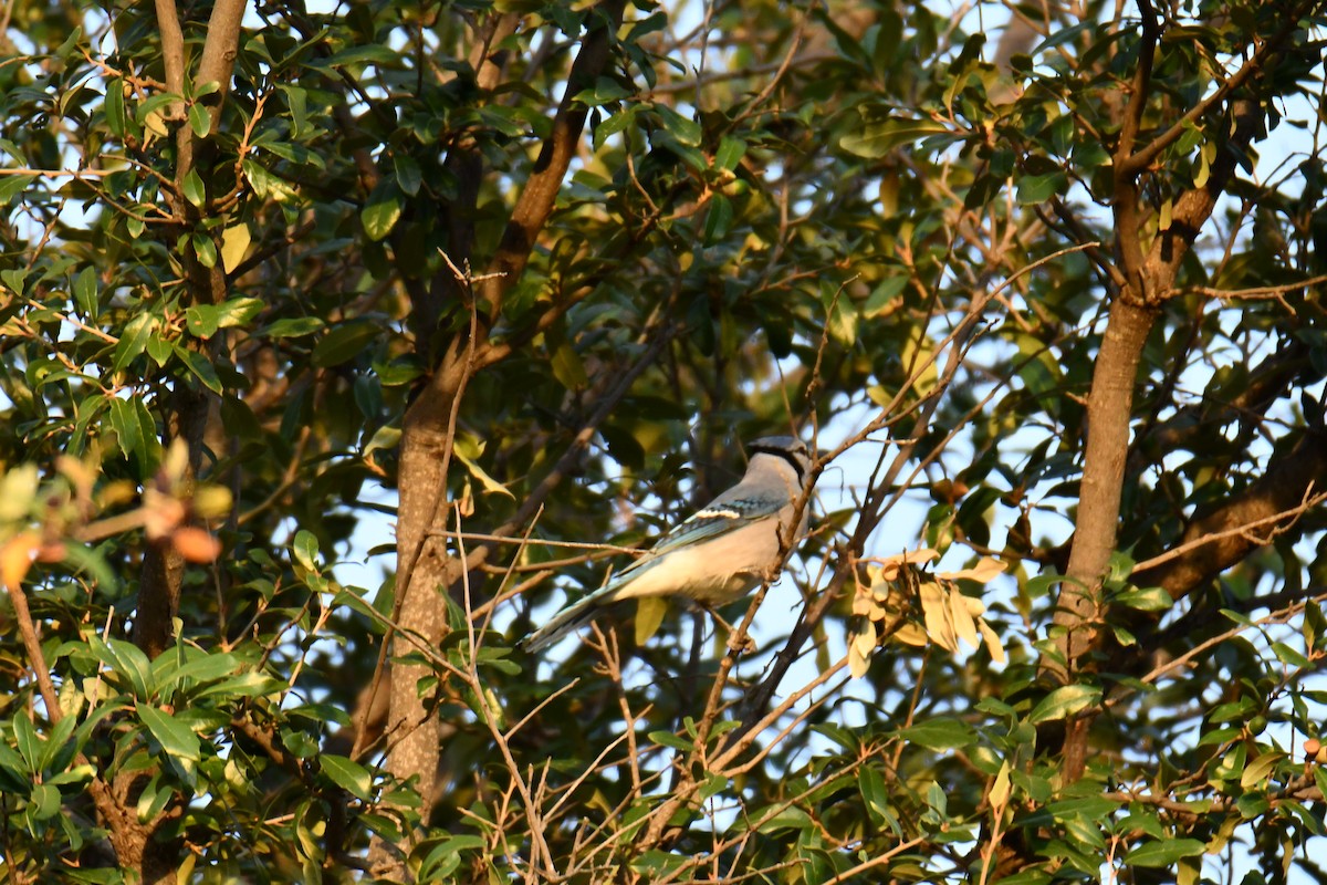 Сизойка блакитна - ML645476143