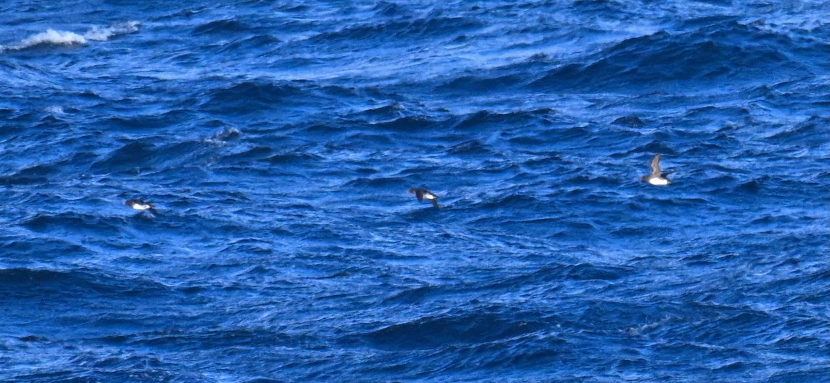 Дзьоборіг - ML645476145