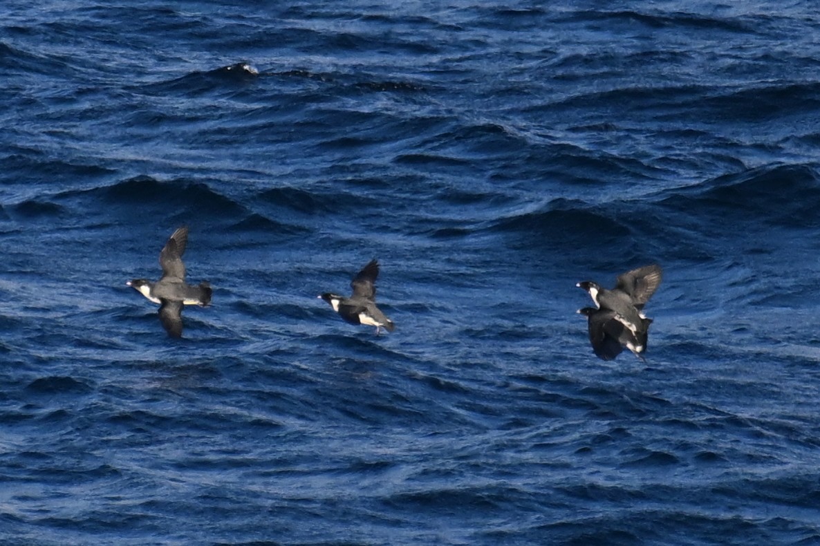 Моржик чорногорлий - ML645476168