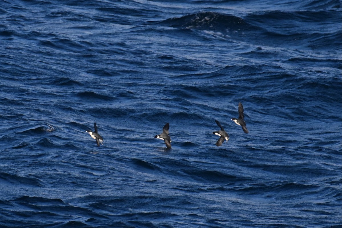 Моржик чорногорлий - ML645476169