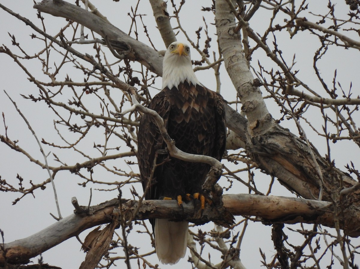 Bald Eagle - ML645476172