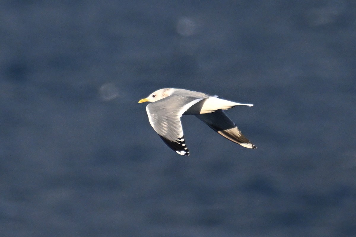 Мартин сивий - ML645476181