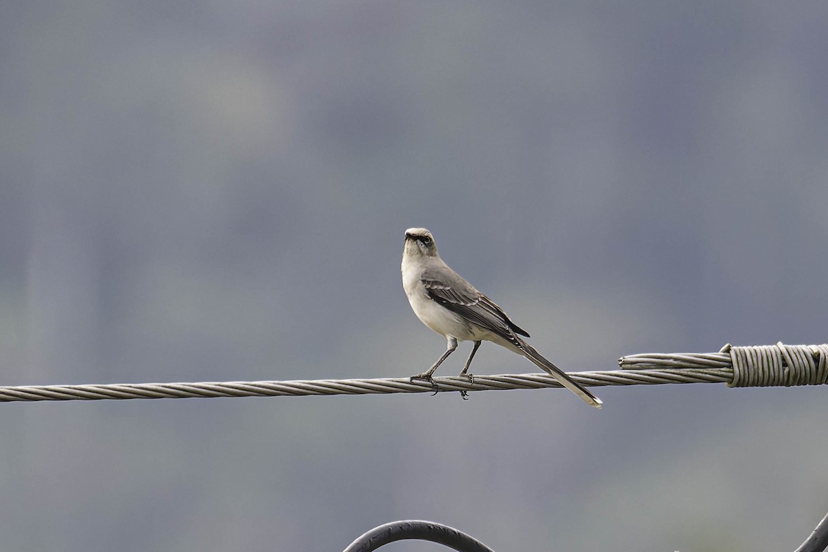 Tropikal Taklitçi - ML645476186