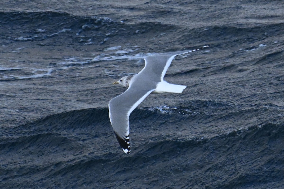 Мартин сивий - ML645476190