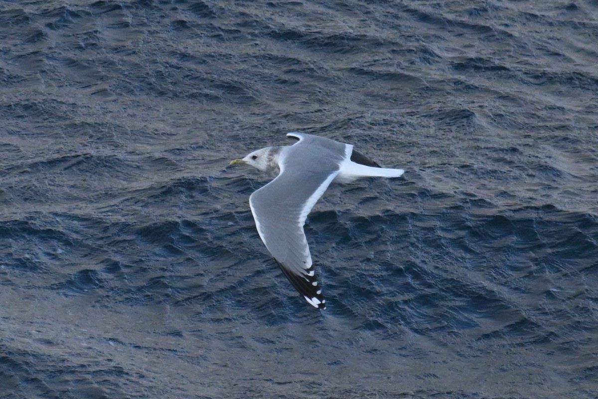 Мартин сивий - ML645476191