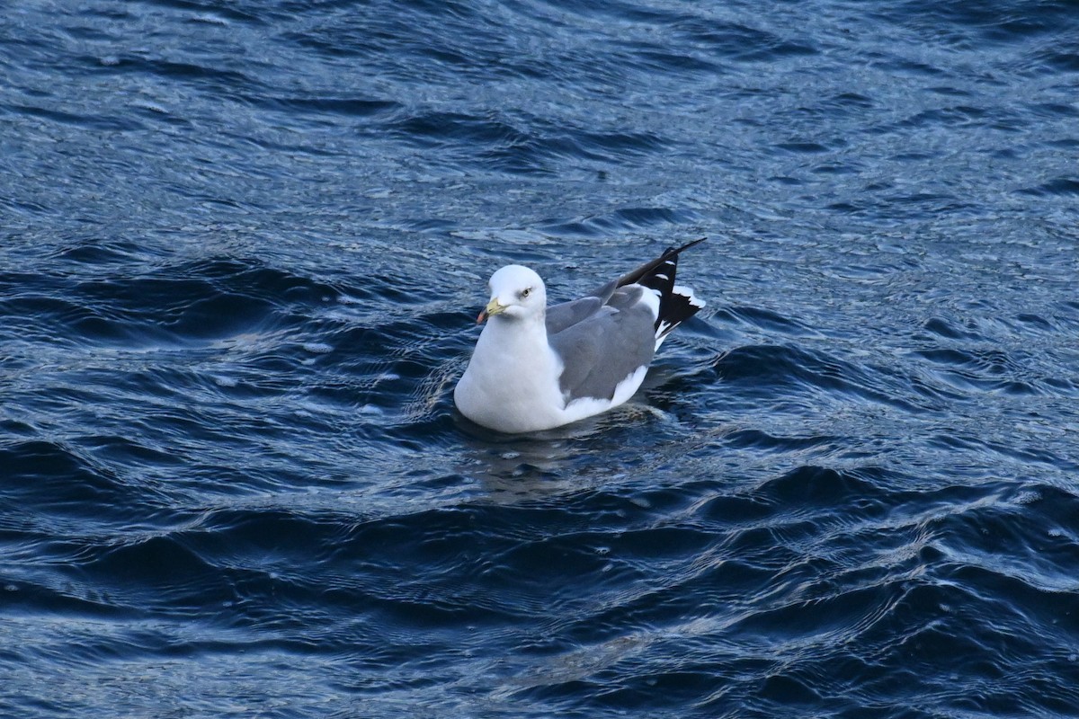 Мартин чорнохвостий - ML645476192