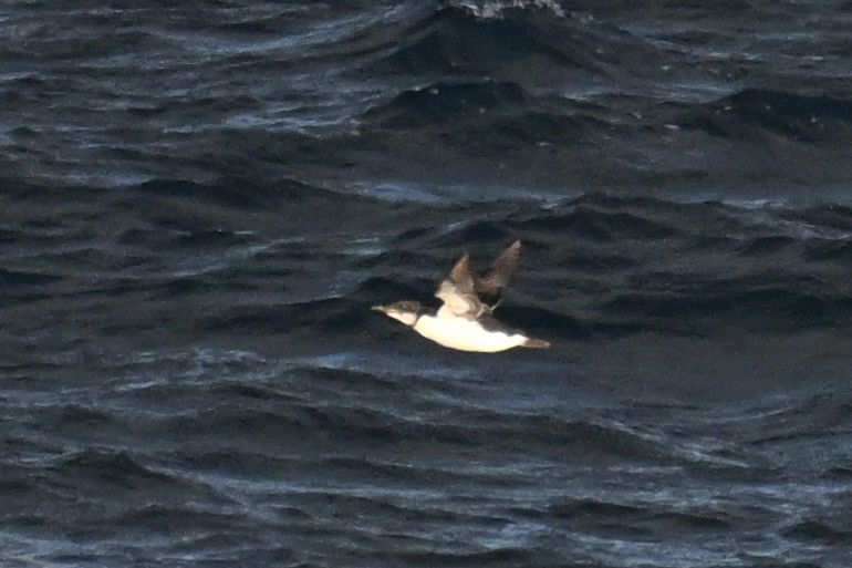 Кайра товстодзьоба - ML645476199