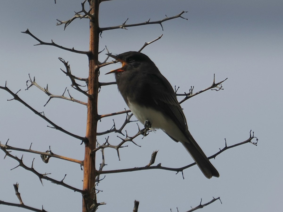 Black Phoebe - ML645476200