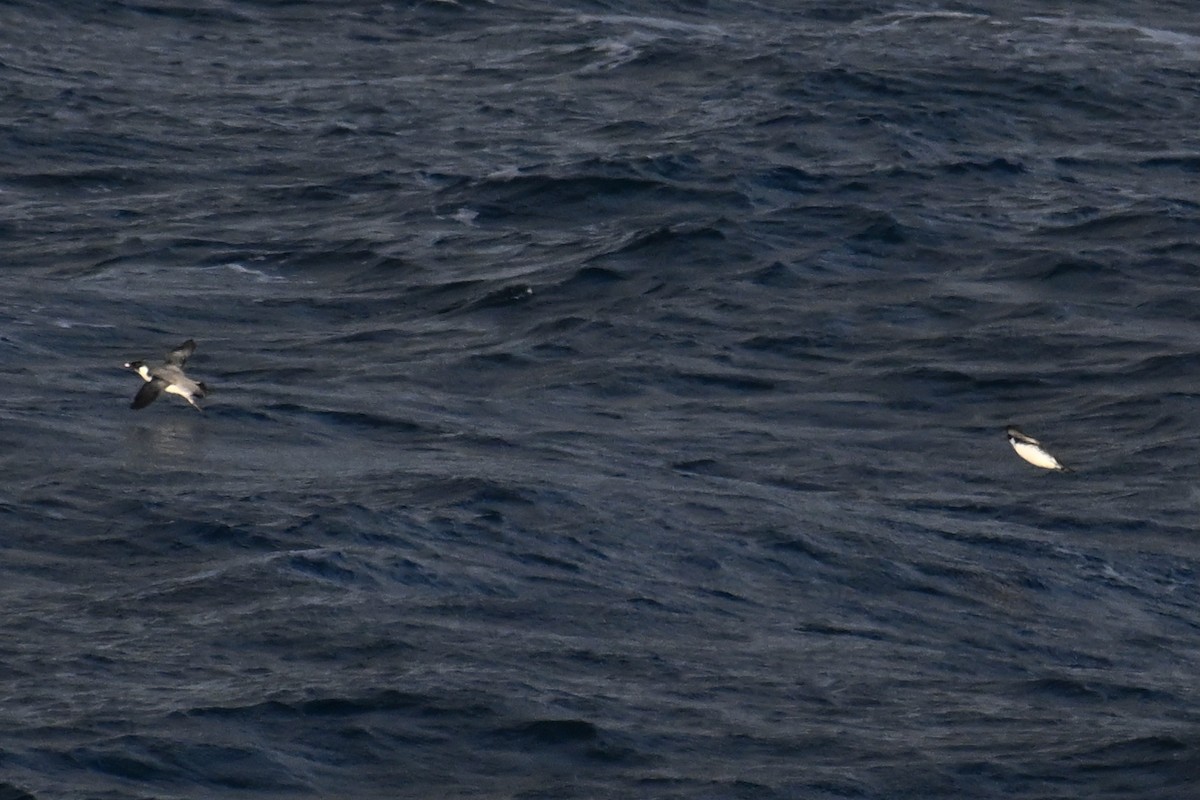 Моржик чорногорлий - ML645476203