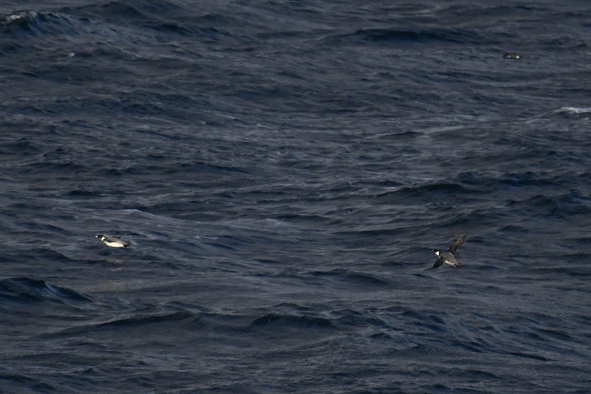 Моржик чорногорлий - ML645476204