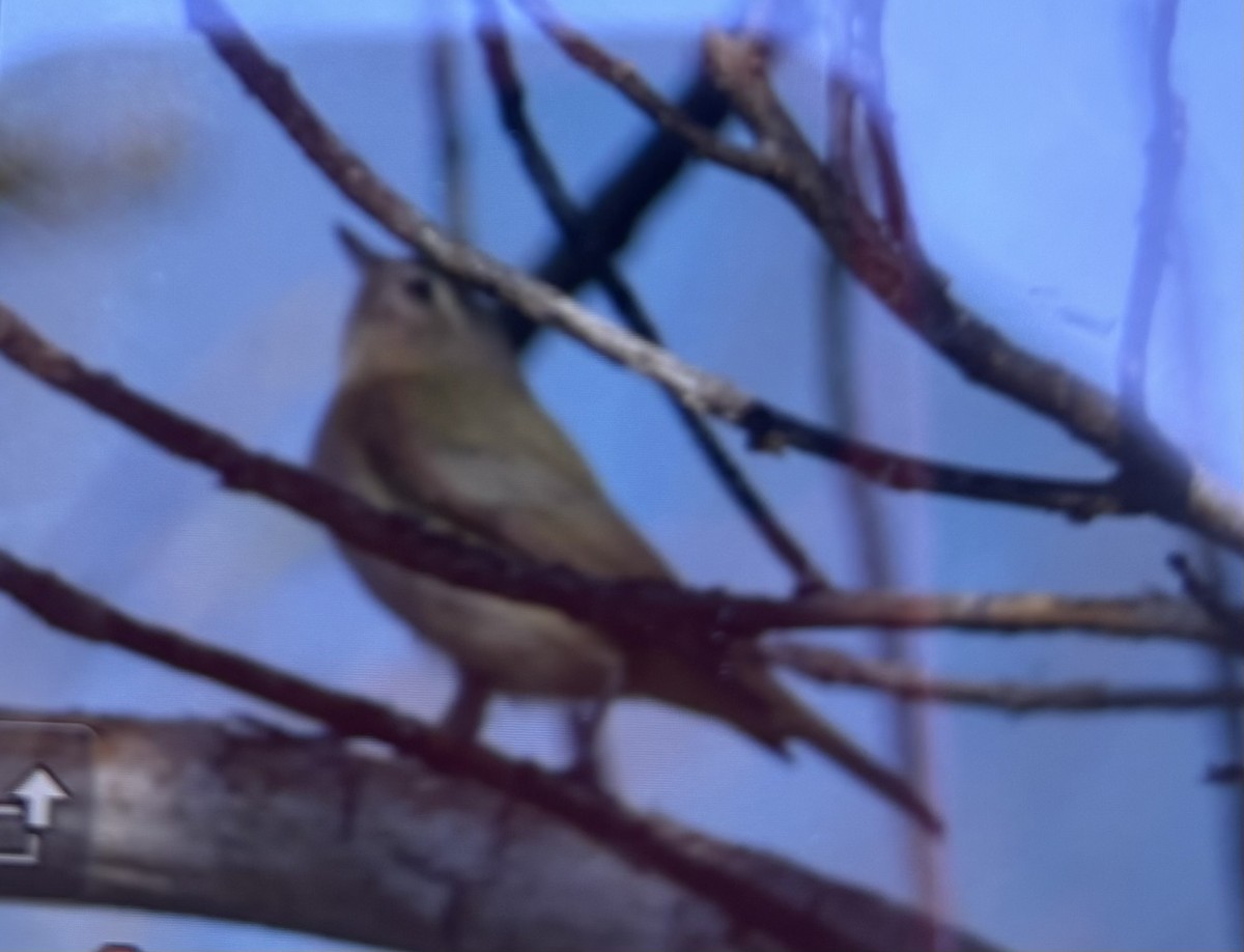 Eastern Warbling Vireo - ML645476205