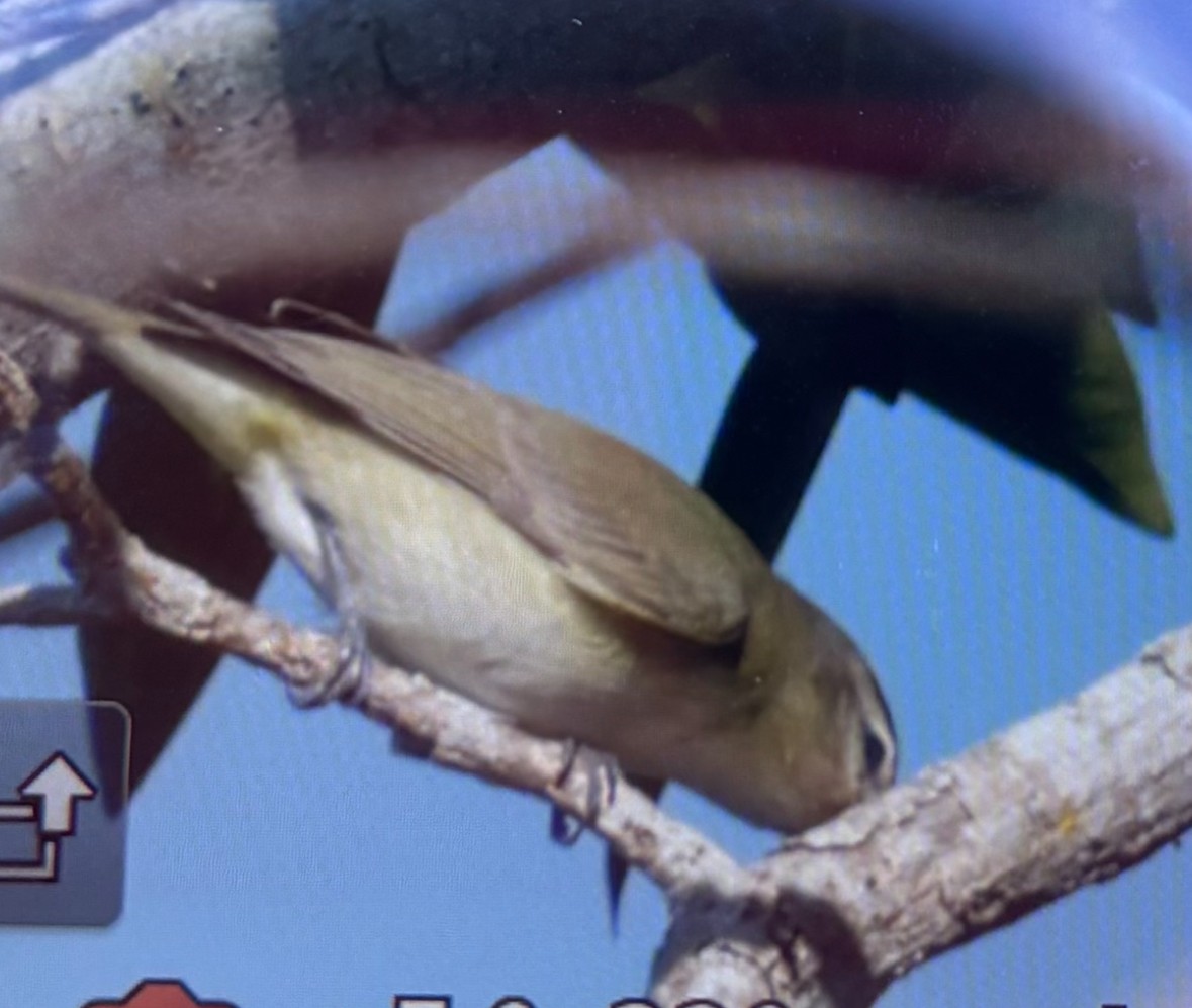 Eastern Warbling Vireo - ML645476206