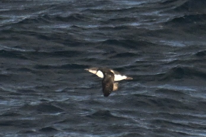 Кайра товстодзьоба - ML645476207