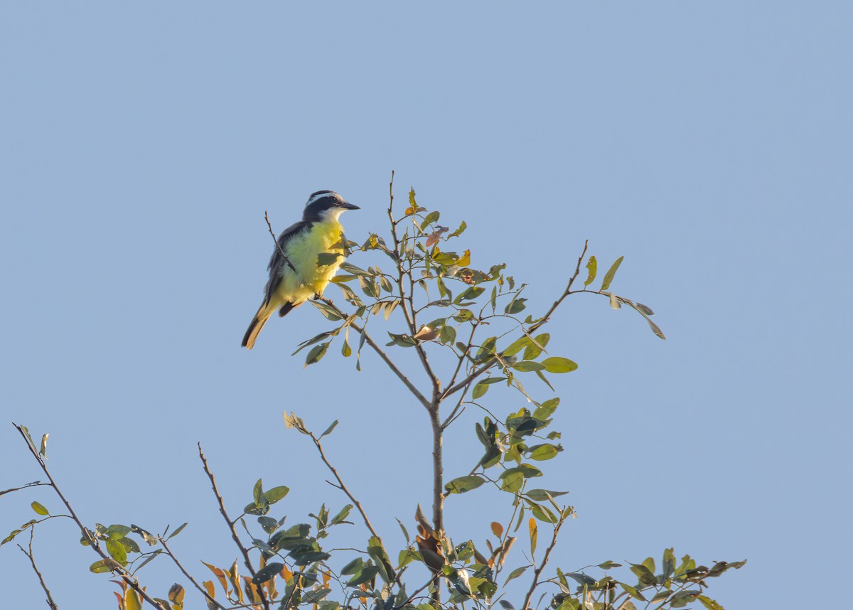 Great Kiskadee - ML645476209
