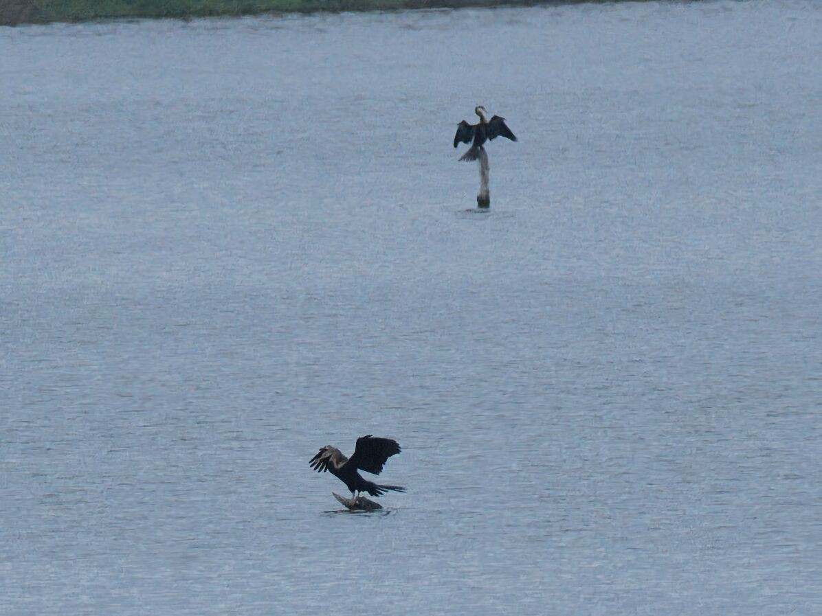 orientslangehals - ML645476215