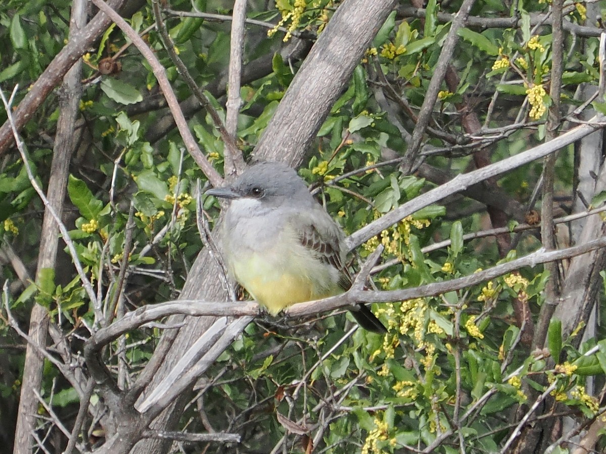 ハシボソタイランチョウ - ML645476248