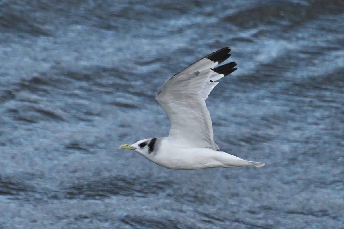 Мартин трипалий - ML645476249