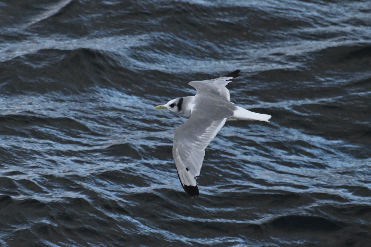 Мартин трипалий - ML645476250