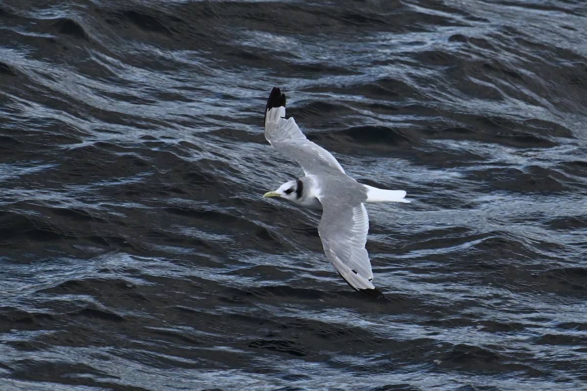 Мартин трипалий - ML645476251