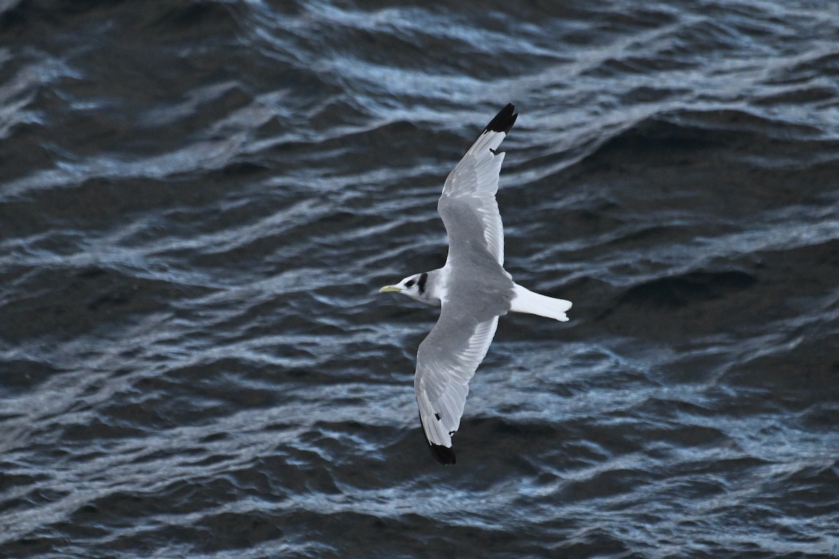 Мартин трипалий - ML645476252