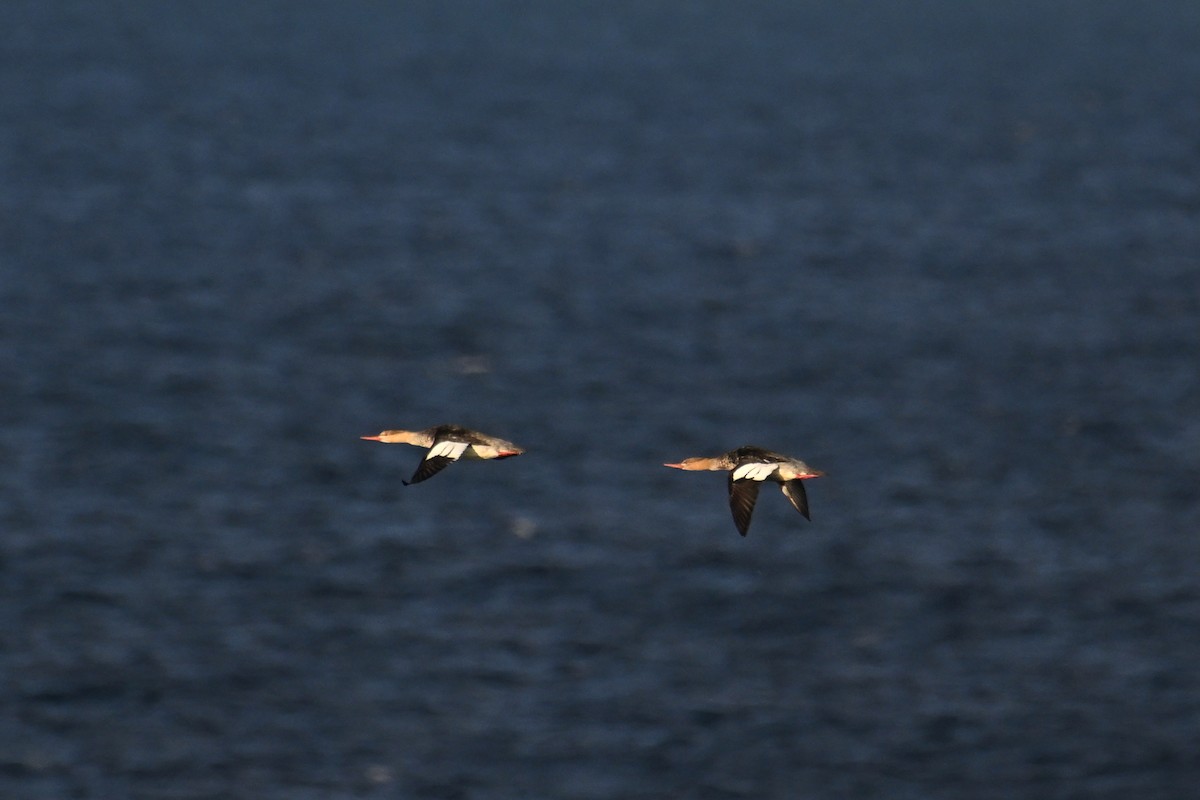 Крех середній - ML645476271