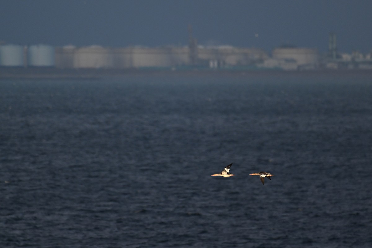 Крех середній - ML645476273