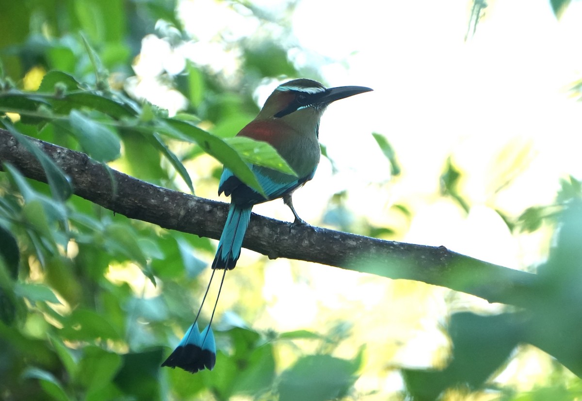 Turquoise-browed Motmot - ML645476302