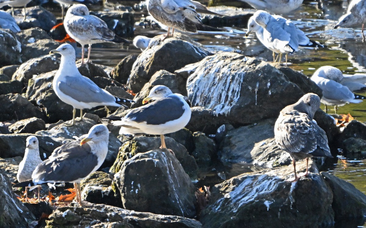 Lesser Black-backed Gull - ML645476306