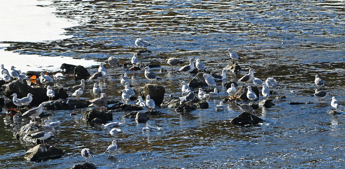 gull sp. - ML645476313