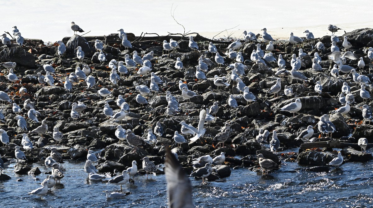 gull sp. - ML645476315