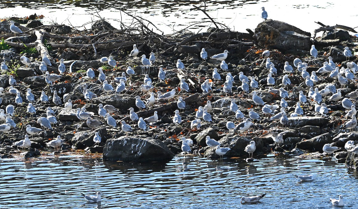 gull sp. - ML645476316