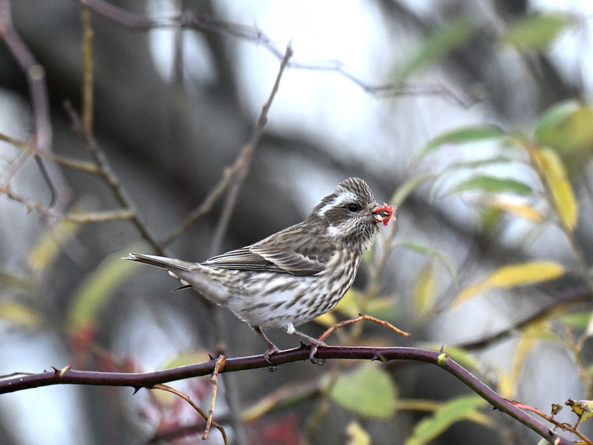 Purple Finch - ML645476319