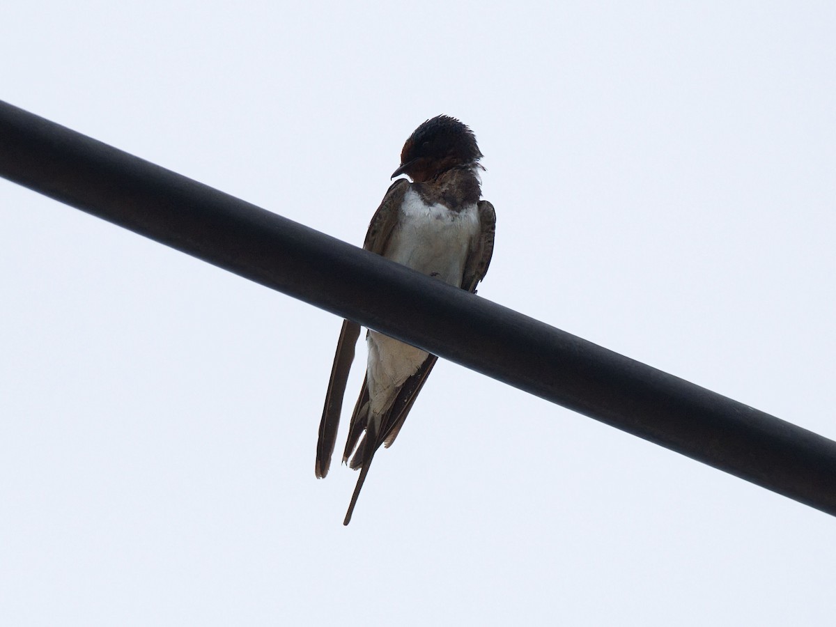 Ластівка сільська - ML645476330