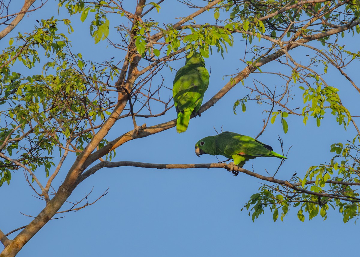 amazoňan žlutohlavý - ML645476332