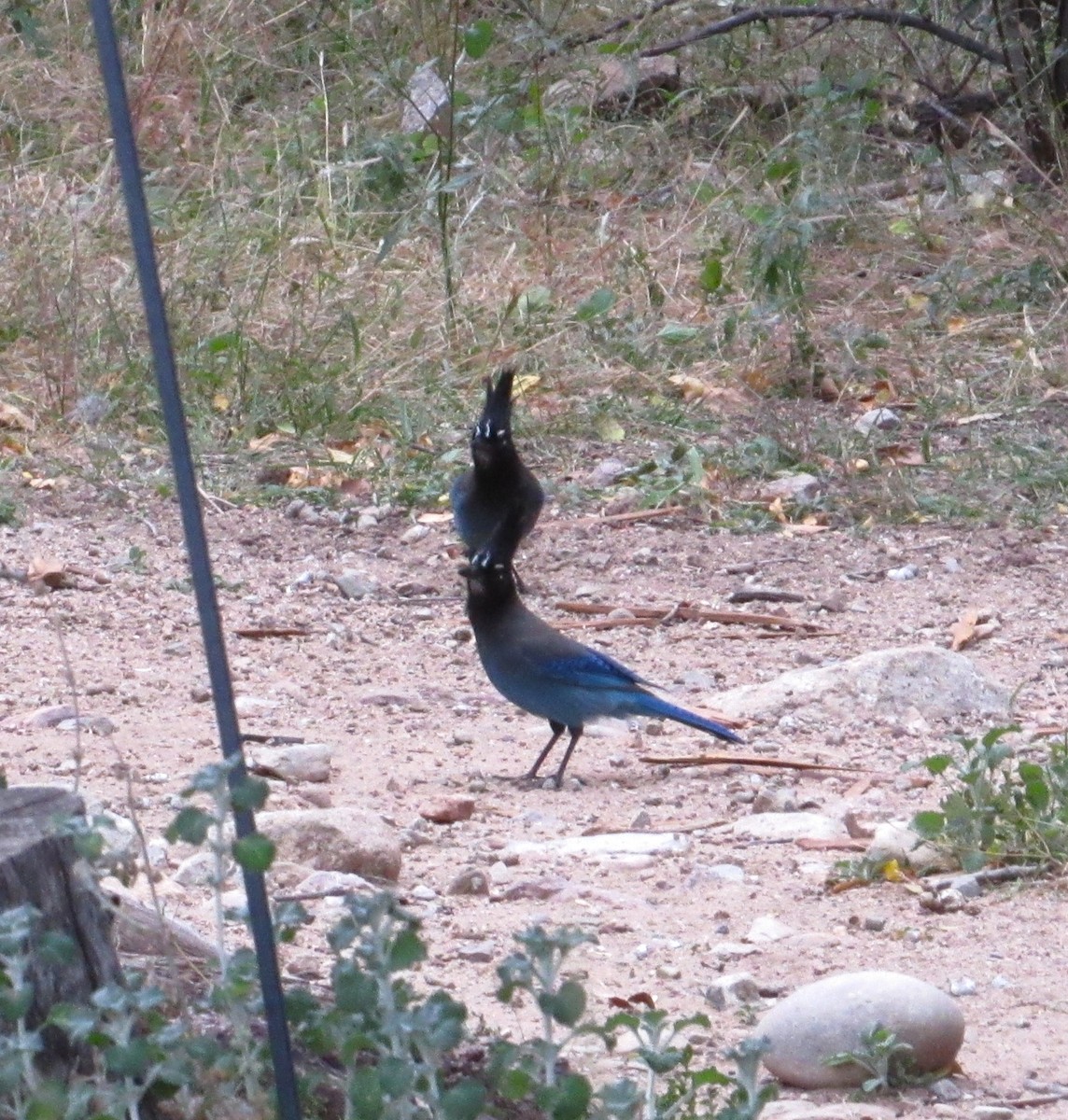 Chara de Steller (grupo diademata) - ML645476338