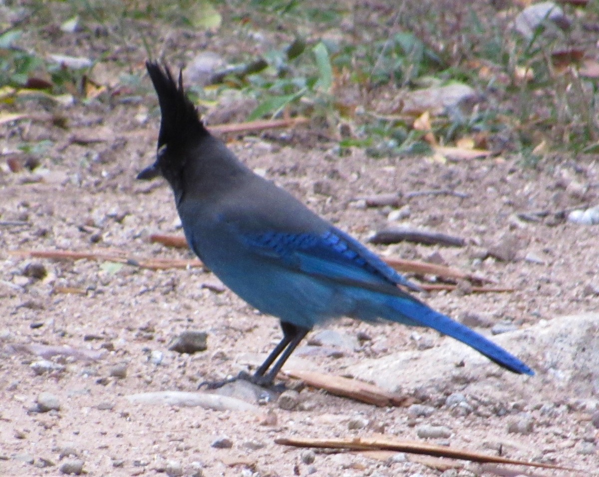 Chara de Steller (grupo diademata) - ML645476339