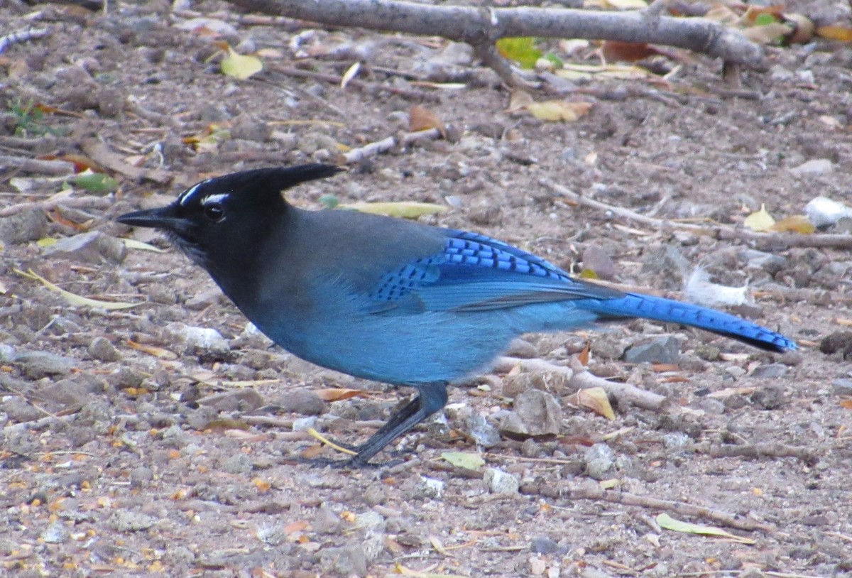 Chara de Steller (grupo diademata) - ML645476340