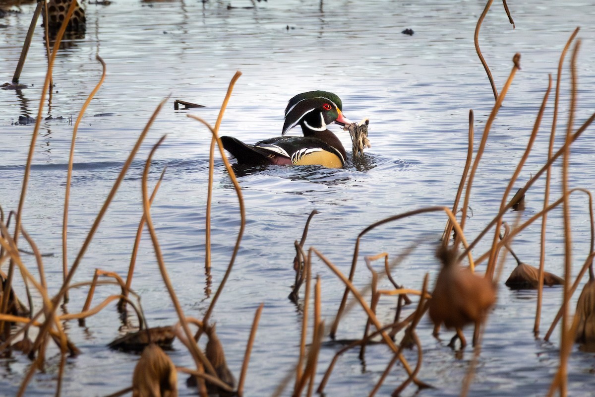 Wood Duck - ML645476341
