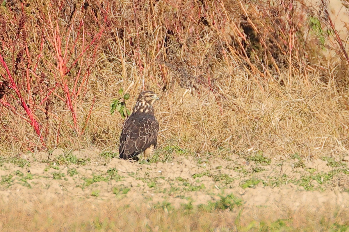 Swainson's Hawk - ML645476342