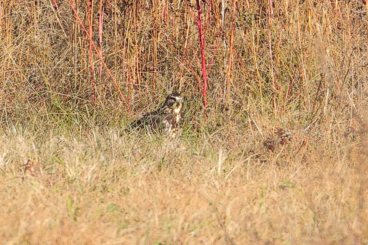 Swainson's Hawk - ML645476343