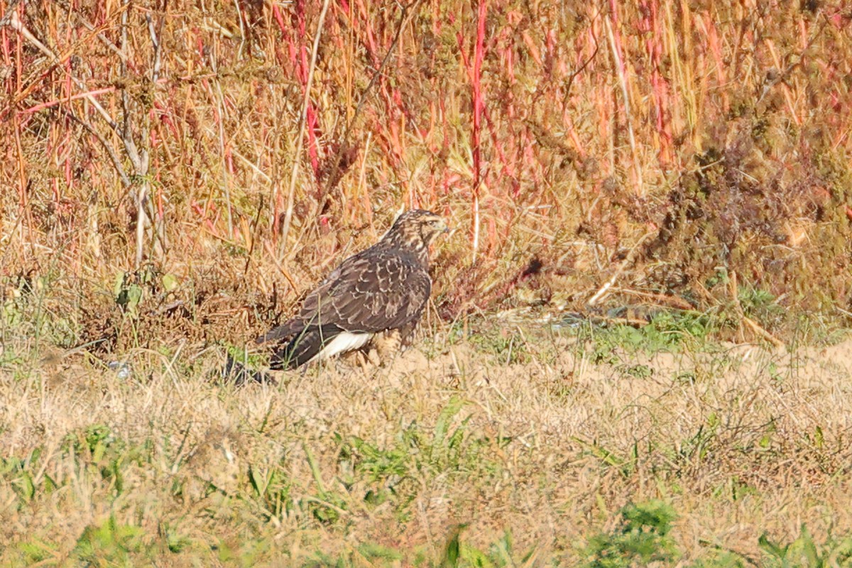 Swainson's Hawk - ML645476344