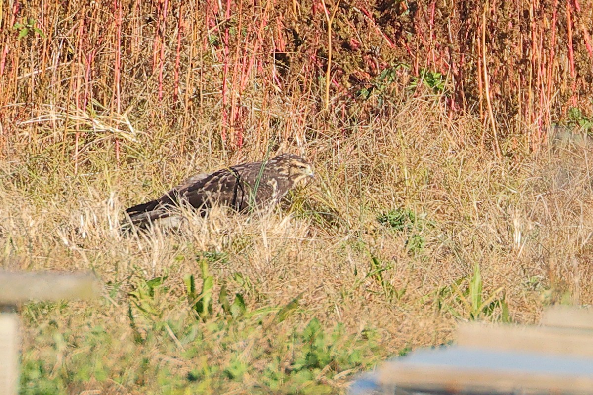 Swainson's Hawk - ML645476345
