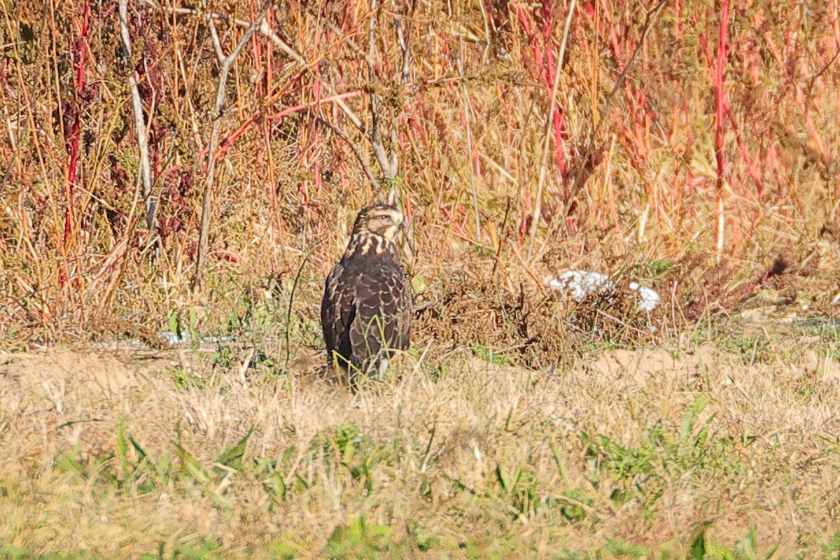 Swainson's Hawk - ML645476346
