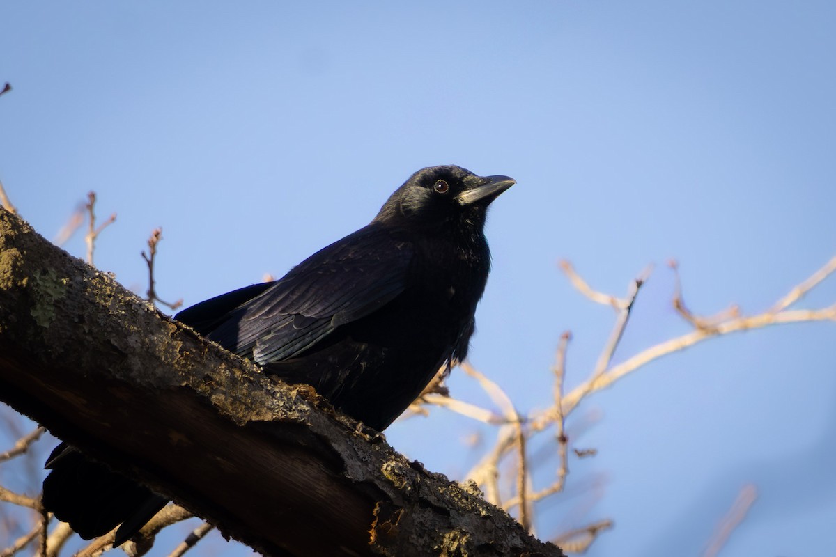 American Crow - ML645476348