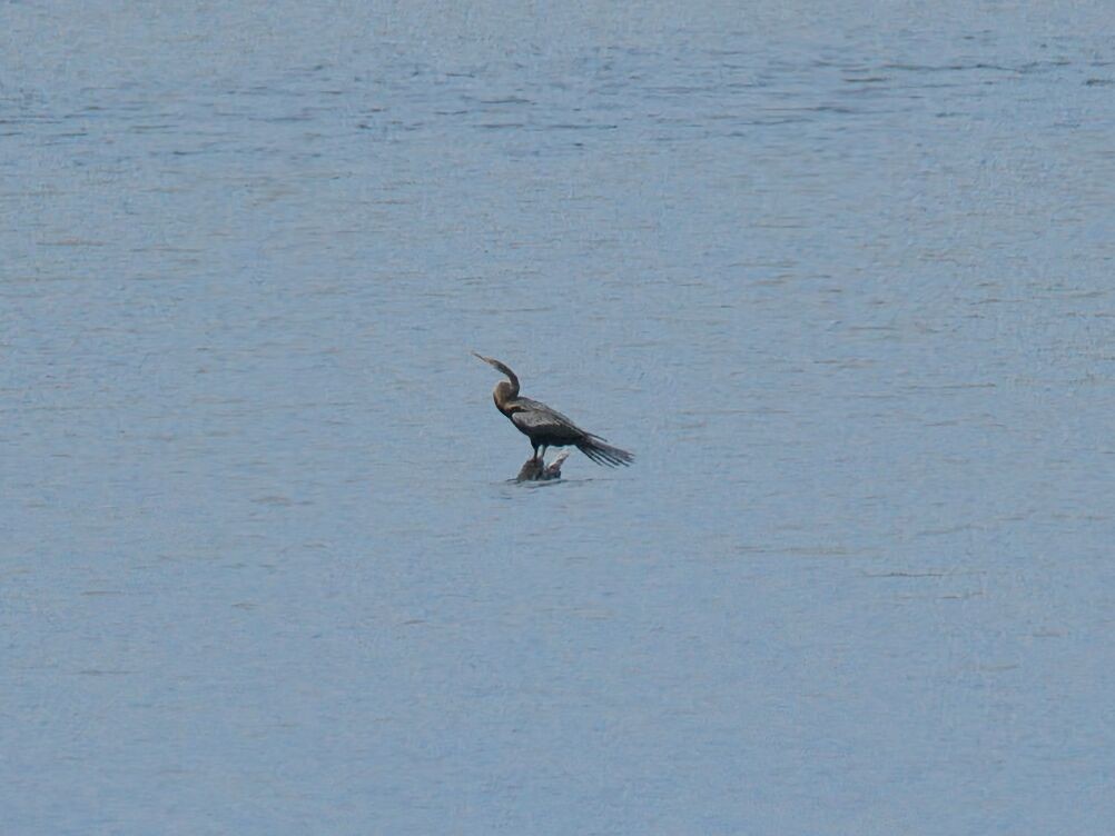 orientslangehals - ML645476367