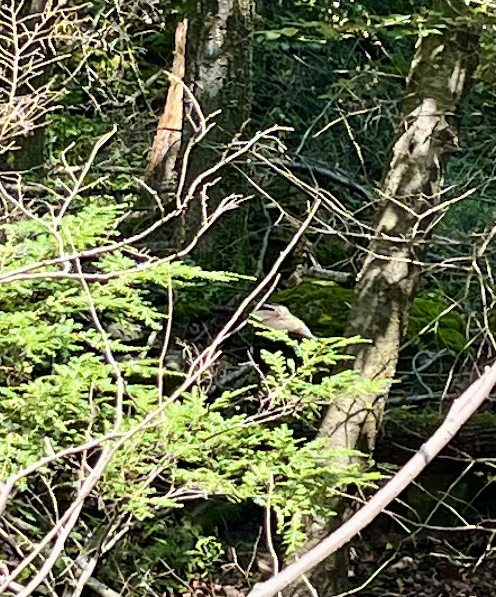 Ruby-throated Hummingbird - ML645476368