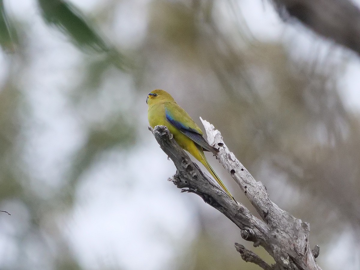 Elegant Parrot - ML645476374