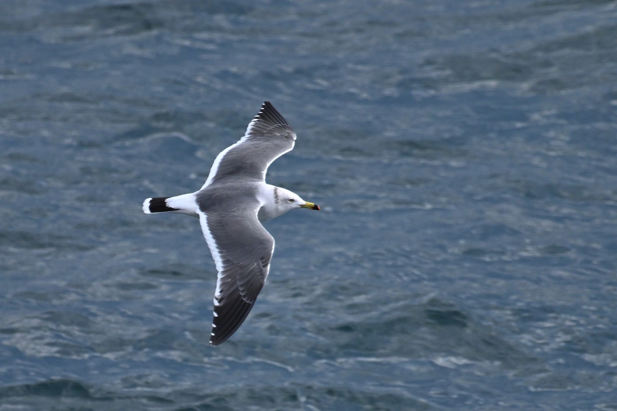 Black-tailed Gull - ML645476378