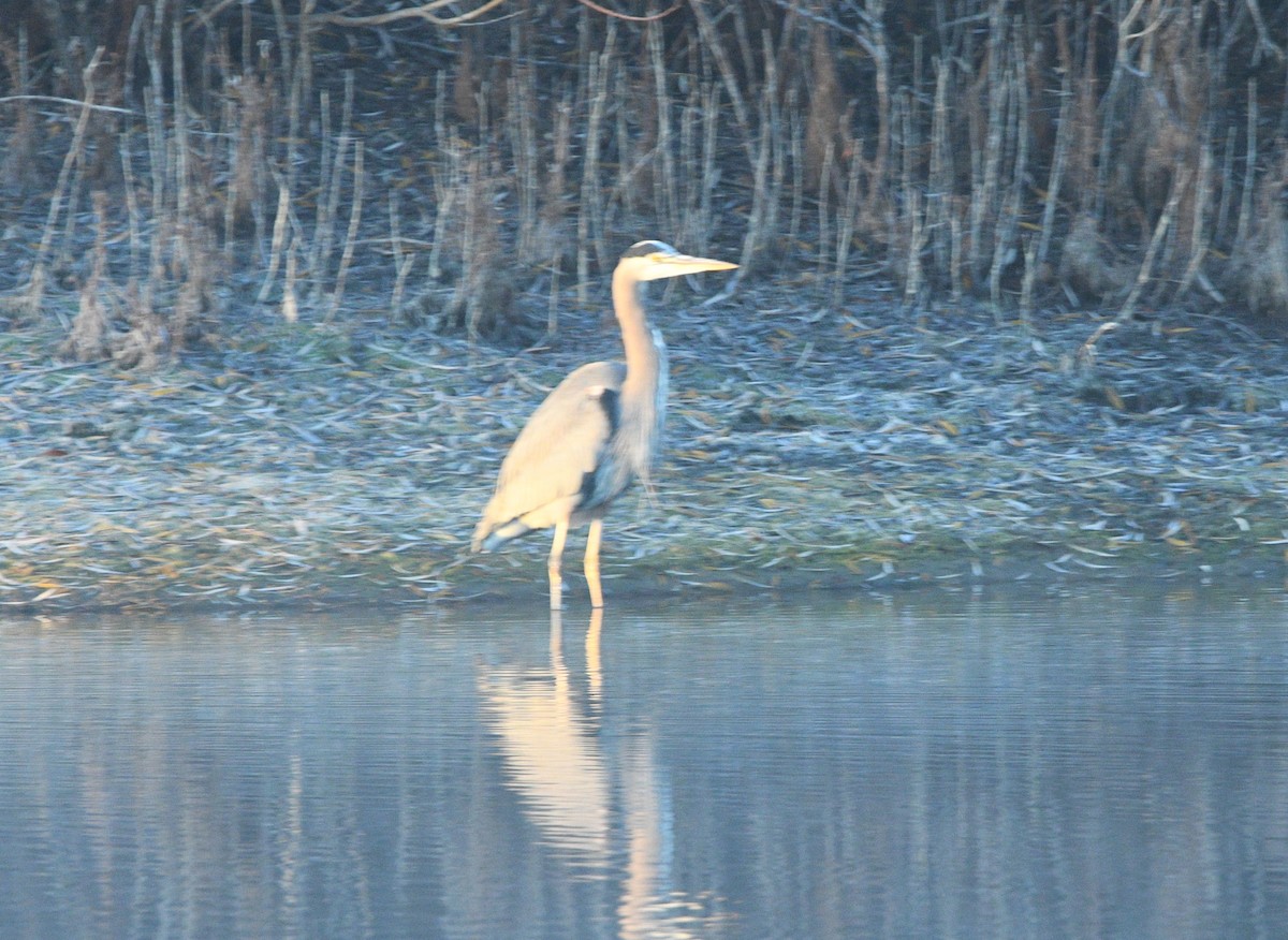 Great Blue Heron - ML645476380
