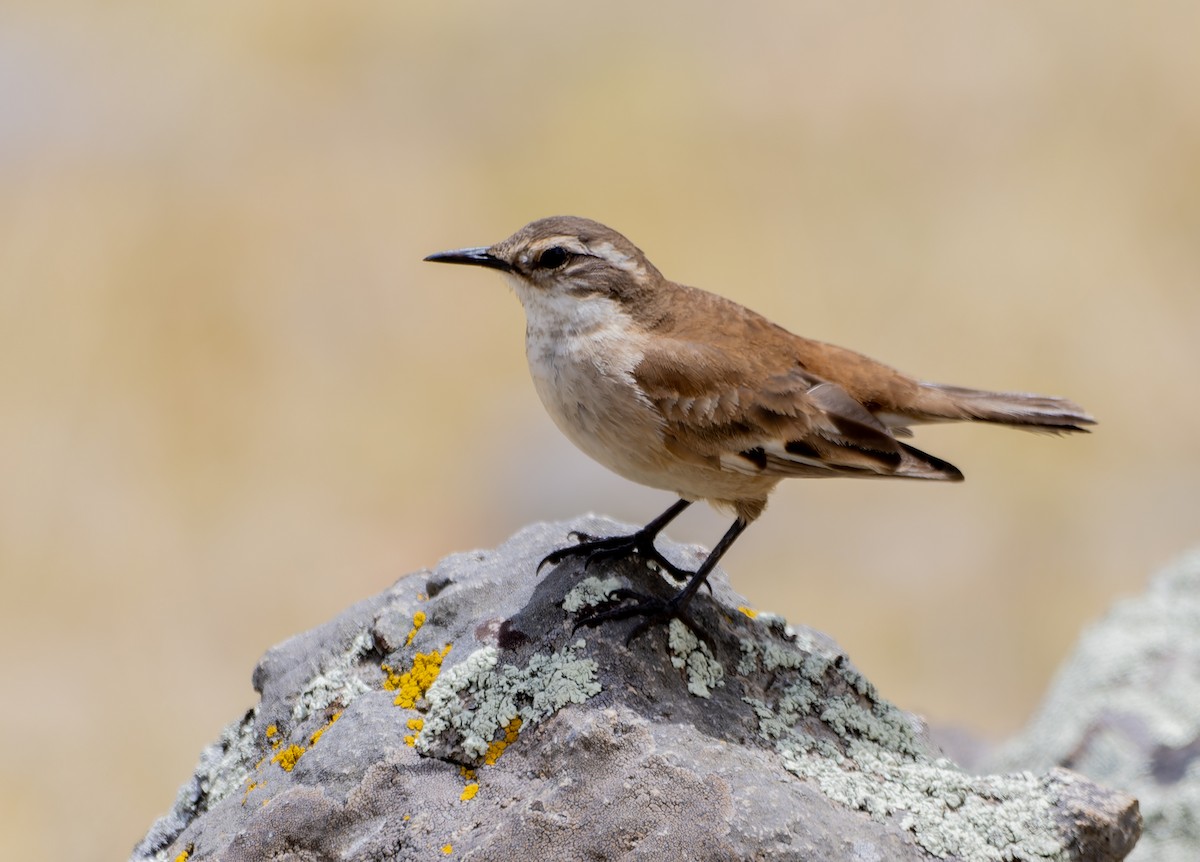 Cream-winged Cinclodes - ML645476381